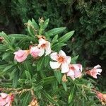 Nerium oleander flower picture by Francois Mansour (cc-by-sa)