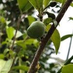 Camellia sinensis fruit picture by David SINIGAGLIA (cc-by-sa)