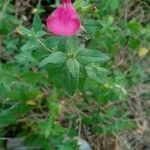 Salvia microphylla flower picture by Aceituno Eduardo (cc-by-sa)