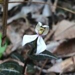 Disperis tripetaloides flower picture by Hugo SANTACREU (cc-by-sa)