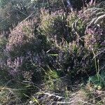 Calluna vulgaris habit picture by Terje Norli (cc-by-sa)