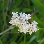 Valeriana dioica flower picture by Pascale Charvier (cc-by-sa)