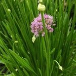 Allium angulosum habit picture by Dieter Albrecht (cc-by-sa)