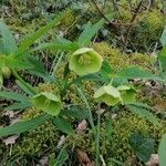 Helleborus viridis flower picture by Stéphanie machart (cc-by-sa)