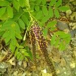 Amorpha fruticosa flower picture by Tintin84 (cc-by-sa)