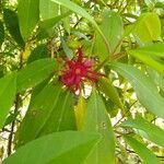 Illicium floridanum flower picture by Molly H (cc-by-sa)