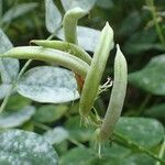 Astragalus glycyphyllos habit picture by Yoan MARTIN (cc-by-sa)