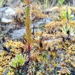 Neobartsia laniflora leaf picture by Gabriel OLLIVIER (cc-by-sa)