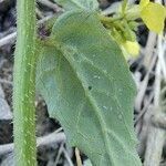 Hirschfeldia incana leaf picture by Reinhard Bachmann (cc-by-sa)