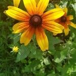 Rudbeckia hirta flower picture by Tomáš Kortán (cc-by-sa)