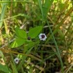 Phyla lanceolata flower picture by Wagner Cody (cc-by-sa)