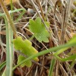 Saxifraga bulbifera leaf picture by Christian Peter (cc-by-sa)