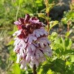 Orchis purpurea flower picture by Bernhard Betz (cc-by-sa)