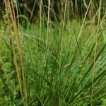 Helictochloa pratensis leaf picture by Daniel Bourget (cc-by-sa)