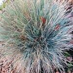 Festuca glauca leaf picture by Joseph Dupont (cc-by-sa)