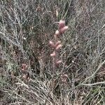 Myrica gale fruit picture by ton68 ton68 (cc-by-sa)