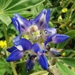 Lupinus cosentinii flower picture by Luciano Marques Luciano Marques (cc-by-sa)