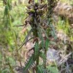 Pedicularis recutita leaf picture by Adam Clark (cc-by-sa)