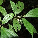 Miconia laxivenula leaf picture by SINAC Pérez Greivin (cc-by-sa)