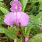 Impatiens balsamina flower picture by Umang Dubey (cc-by-sa)