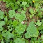 Malva pusilla leaf picture by Nancy Setzer (cc-by-sa)