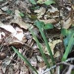 Spiranthes cernua leaf picture by Eli Small (cc-by-sa)