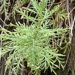 Achillea chamaemelifolia leaf picture by Francois Mansour (cc-by-sa)