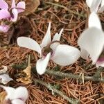 Cyclamen hederifolium flower picture by Dominique Buntepin (cc-by-sa)