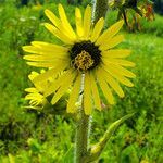 Silphium laciniatum flower picture by K O (cc-by-sa)