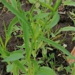 Dianthus chinensis leaf picture by Алекс Воронов (cc-by-sa)