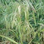 Bromus tectorum leaf picture by Loren March (cc-by-sa)