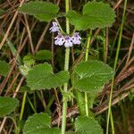 Glechoma hirsuta flower picture by Martin Bishop (cc-by-sa)