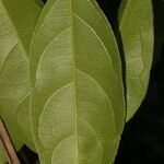 Amanoa guianensis leaf picture by Nelson Zamora Villalobos (cc-by-nc)