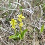 Liparis loeselii flower picture by Jason lester (cc-by-sa)