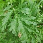 Artemisia vulgaris leaf picture by Tamandua (cc-by-sa)