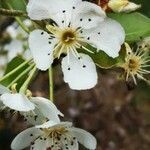 Pyrus spinosa flower picture by Elvina ROUNG (cc-by-sa)