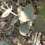 Calotropis procera leaf picture by Vinod Bhana (cc-by-sa)