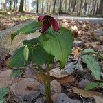 Trillium erectum leaf picture by Patrick Bélanger (cc-by-sa)