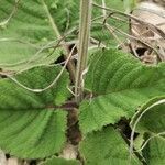 Salvia nutans leaf picture by Erol Ridvan Cocoi (cc-by-sa)