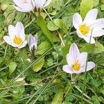 Crocus biflorus flower picture by Roberto Righini (cc-by-sa)