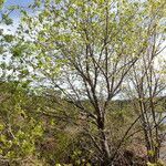 Populus nigra habit picture by Sylvain Piry (cc-by-sa)