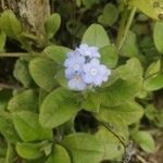 Myosotis latifolia flower picture by Ordenes Juan (cc-by-sa)