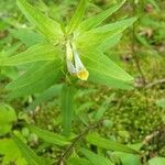 Melampyrum lineare flower picture by Michel G (cc-by-sa)