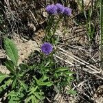 Globularia bisnagarica habit picture by Guy DR (cc-by-sa)