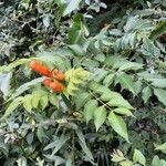 Campsis radicans habit picture by Eli Small (cc-by-sa)