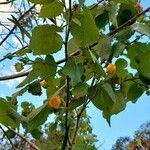 Abutilon grandifolium habit picture by Trap Hers (cc-by-sa)