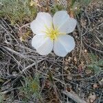 Oenothera albicaulis flower picture by Chloe (cc-by-sa)