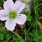 Geranium cinereum flower picture by Lluis Pons Garcia (cc-by-sa)