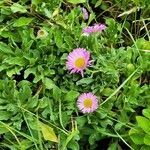 Erigeron glaucus habit picture by Alexandre Labbe (cc-by-sa)