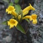 Allamanda schottii flower picture by Luciano Caldas Felipe (cc-by-sa)